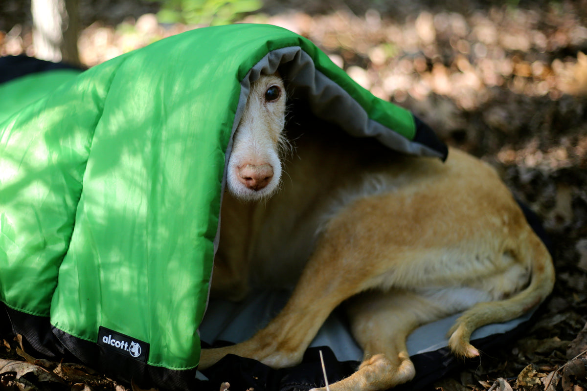 Alcott explorer sleeping sales bag