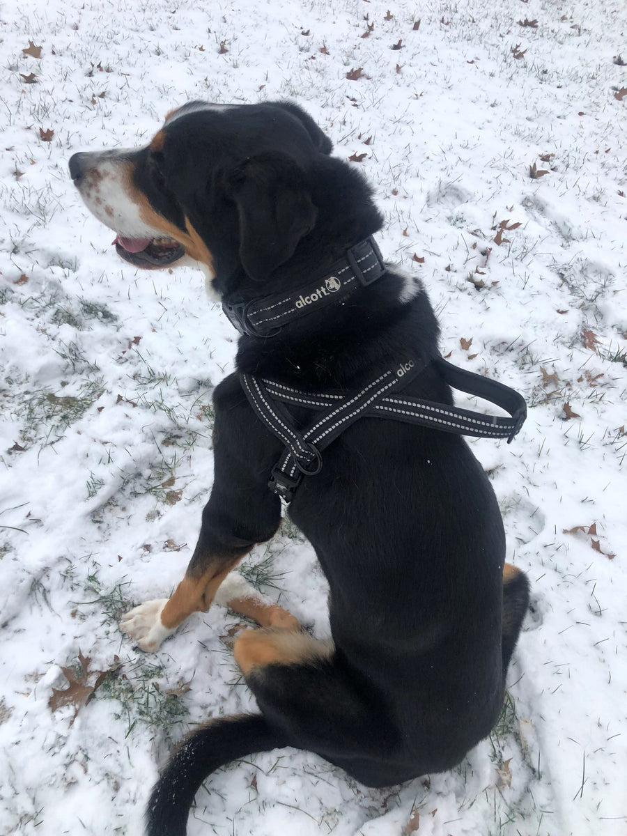 alcott norwegian harness in the snow