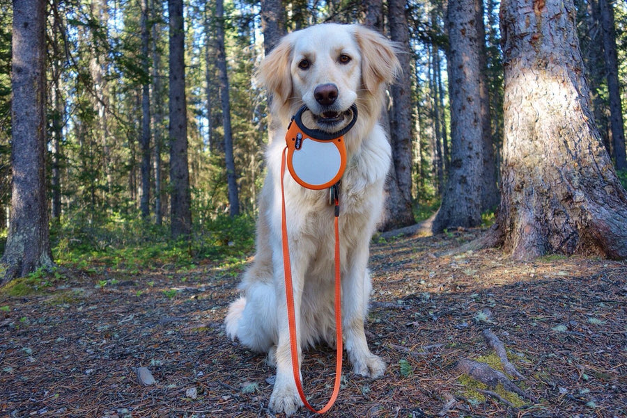 alcott reflective retractable leash carried by a golden retriever