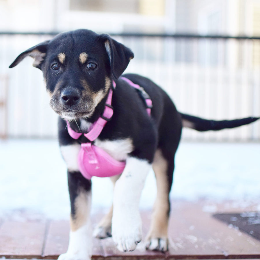 alcott adventure harness in pink on a puppy