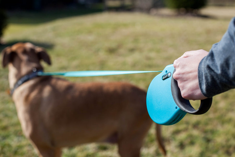 alcott adventure retractable leash on a neighbourhood walk