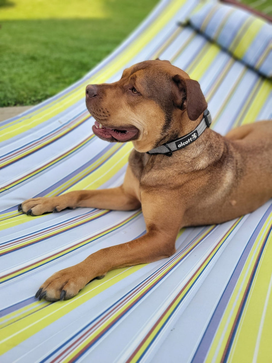 alcott adventure collar in grey on a hammock