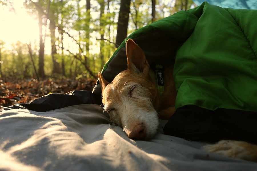 alcott sleeping bag sunrise forest