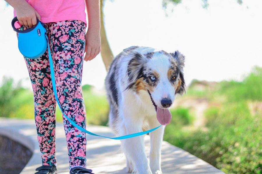 alcott adventure retractable leash in blue walking an australian shepherd