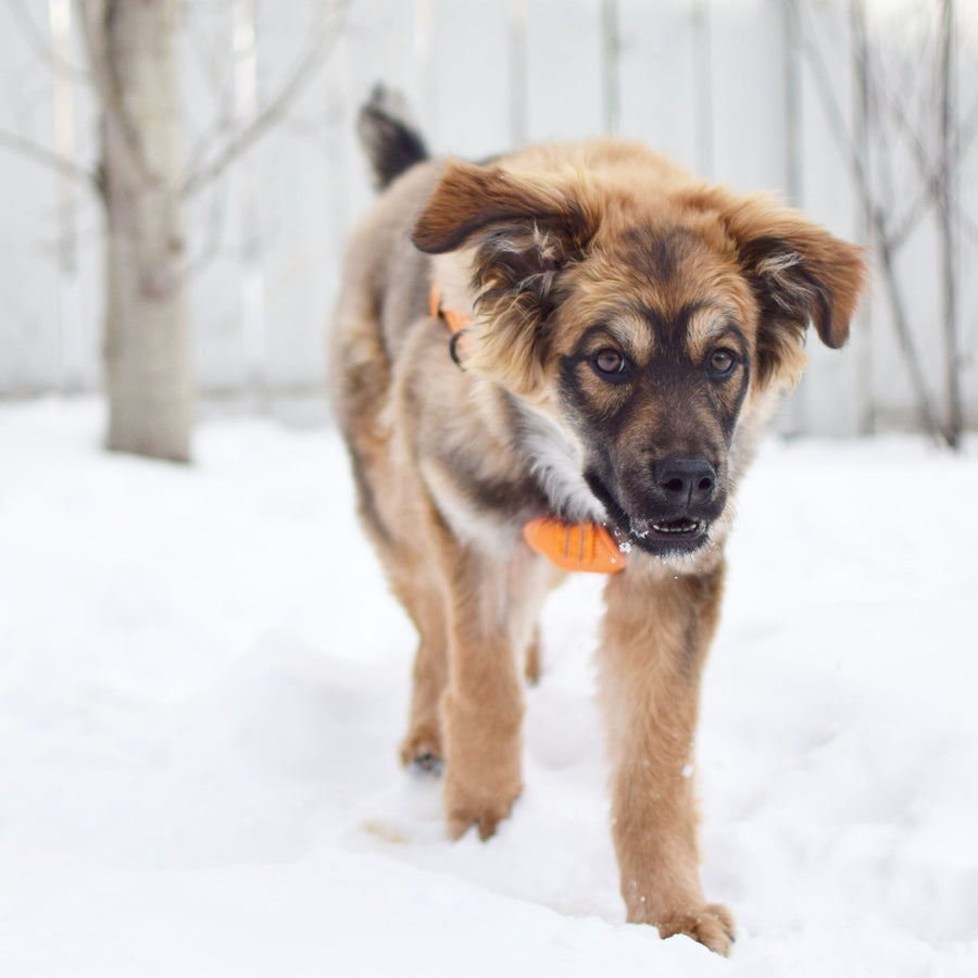 alcott adventure harness in neon orange in the snow