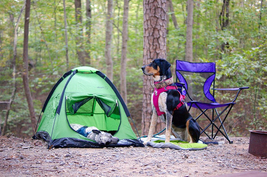 alcott pup tent campsite setup