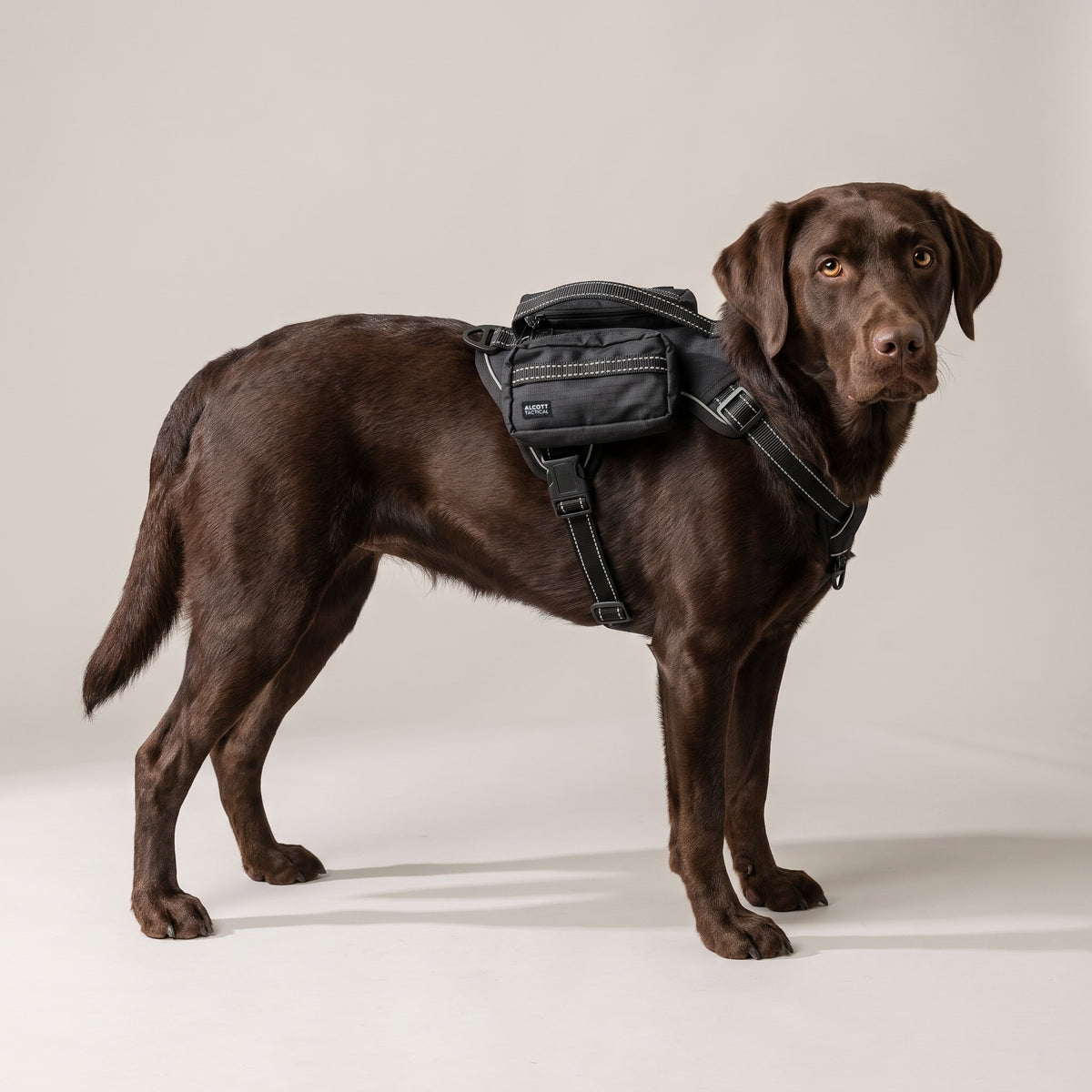 tactical harness