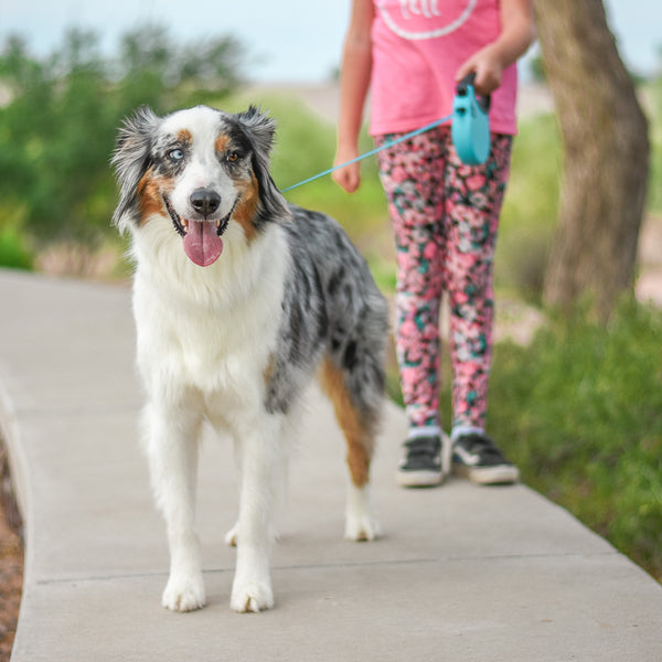 retractable leashes