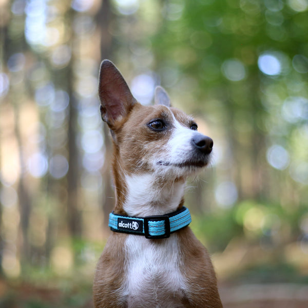 collars