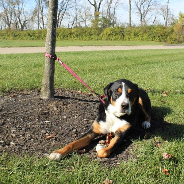 nylon leashes