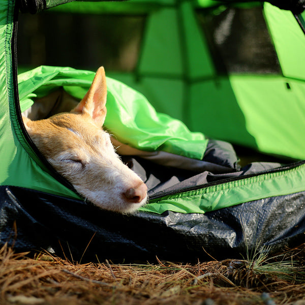Dog Tent | Pup Tent for Camping with Dogs
