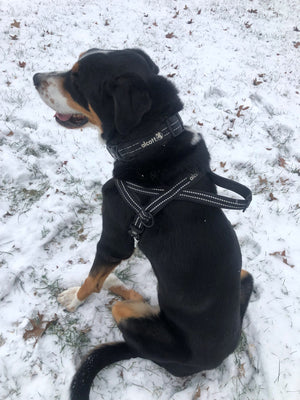 alcott norwegian harness in the snow #lifestyle