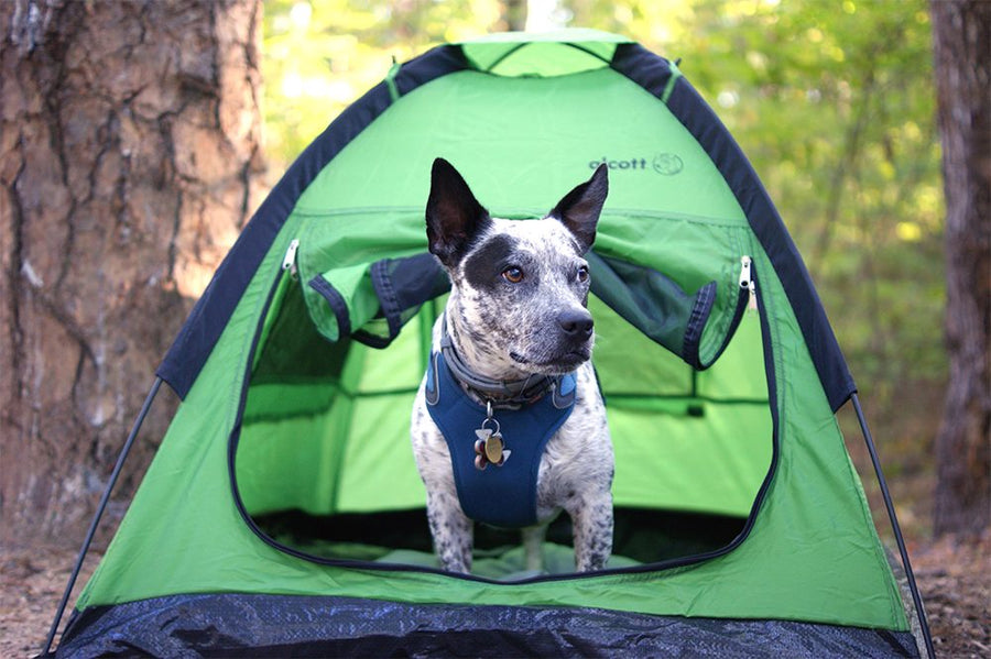 alcott pup tent dog inside front