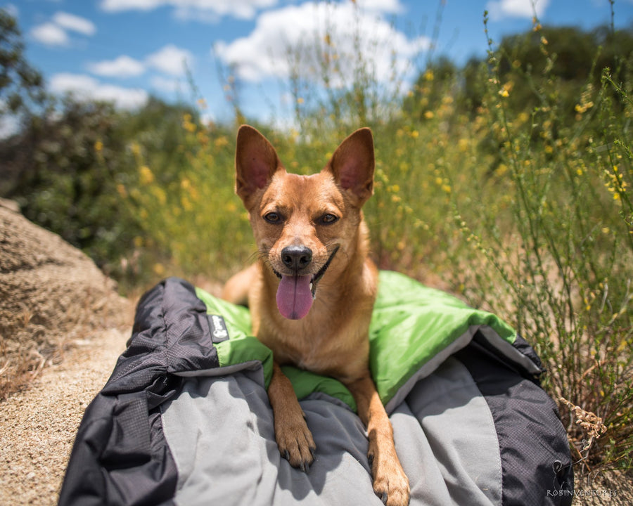 alcott sleeping bag dog lying open