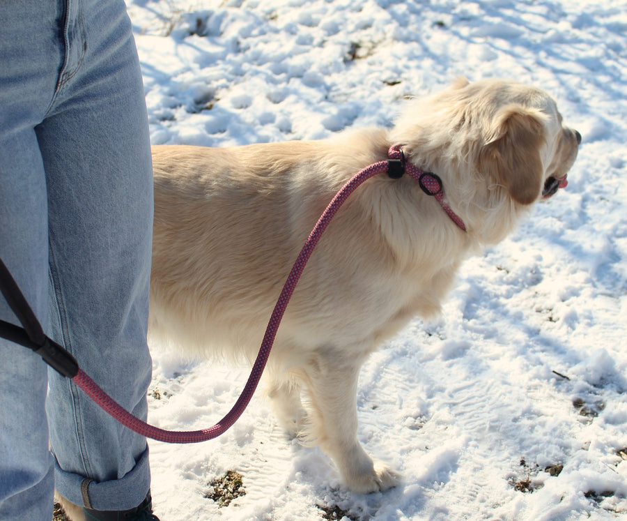alcott slip rope leash in red on a golden retriever