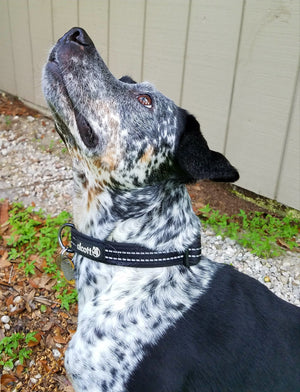 alcott adventure collar in black on a heeler #lifestyle