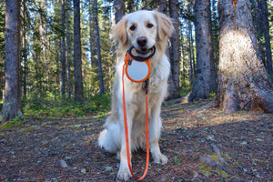 alcott reflective retractable leash carried by a golden retriever #lifestyle