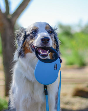 alcott adventure retractable leash in blue carried by a dog #lifestyle