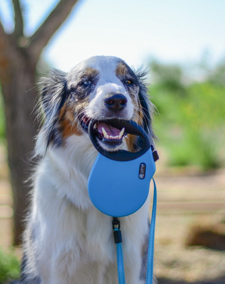 alcott adventure retractable leash in blue carried by a dog