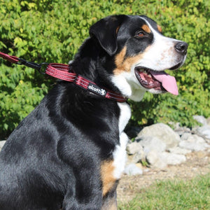 alcott martingale collar in red on a walk #lifestyle