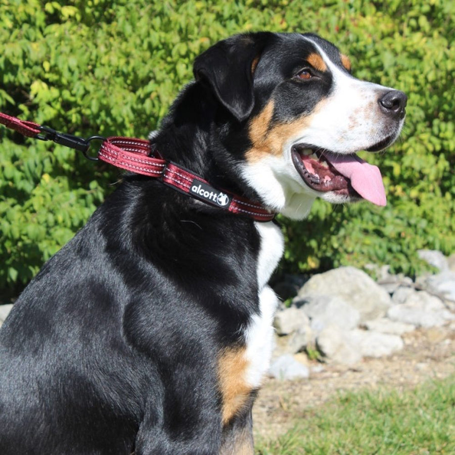 alcott martingale collar in red on a walk