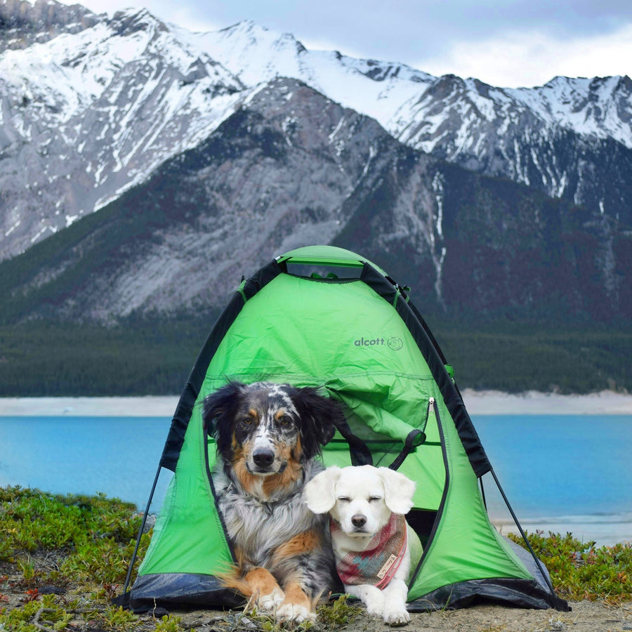 alcott pup tent two dogs mountain lake
