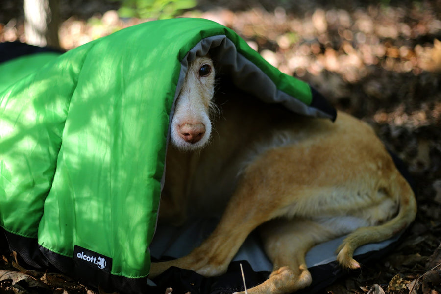 alcott sleeping bag dog tucked in logo
