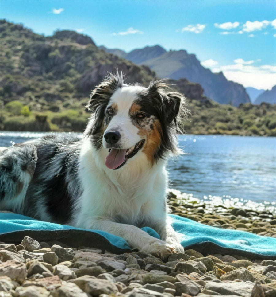 alcott adventure blanket lakeside with australian shepherd