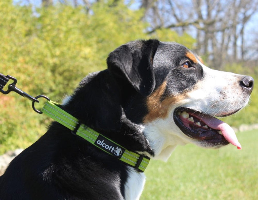alcott martingale collar in green outdoors