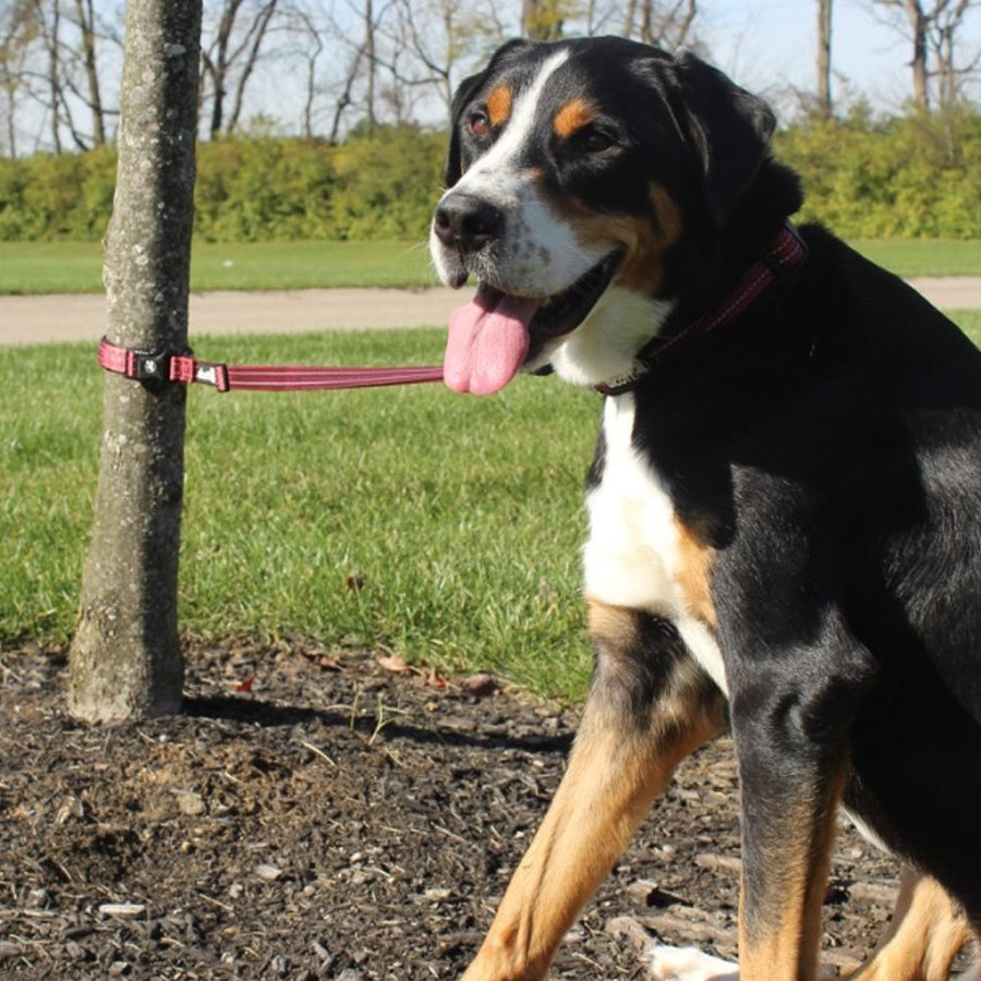alcott weekender leash in red on a shady walk