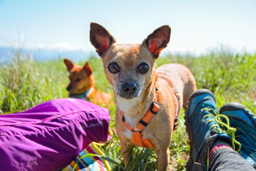 alcott adventure harness in neon orange on a hike