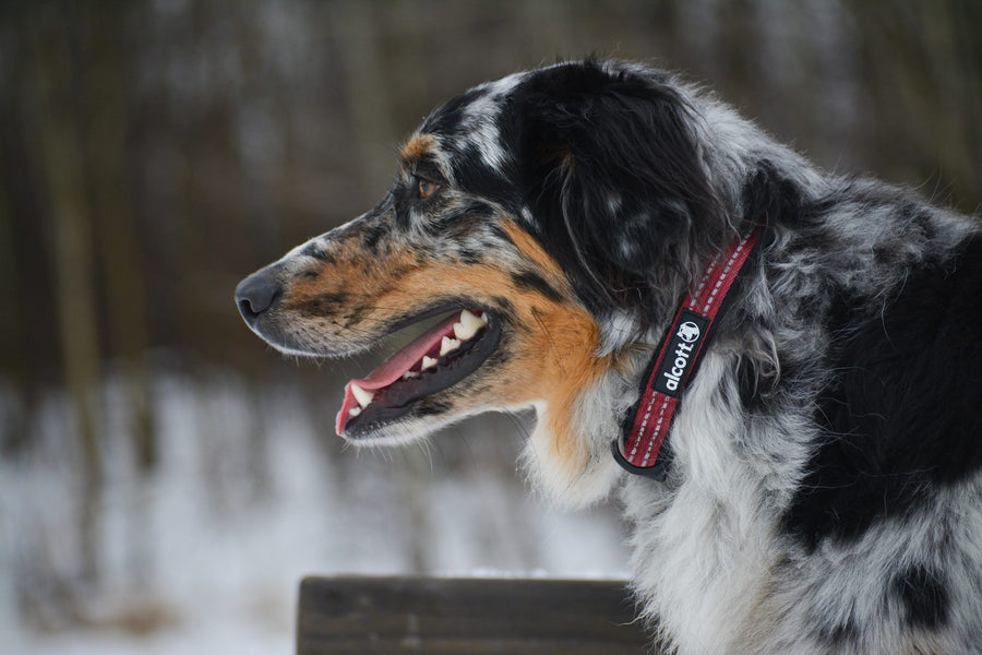 alcott adventure collar in red in snowy woods