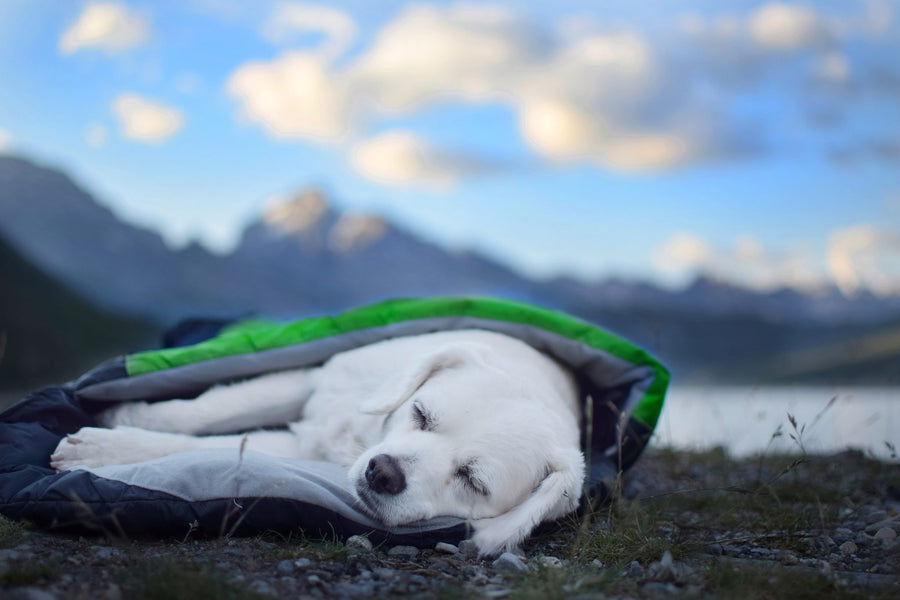 alcott sleeping bag puppy mountain vista