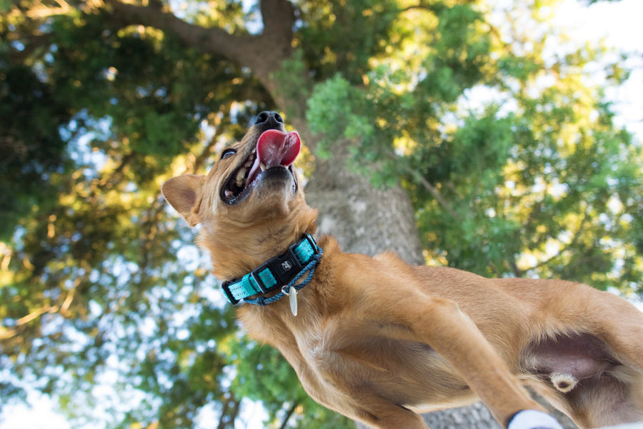 alcott adventure collar in blue under summer trees