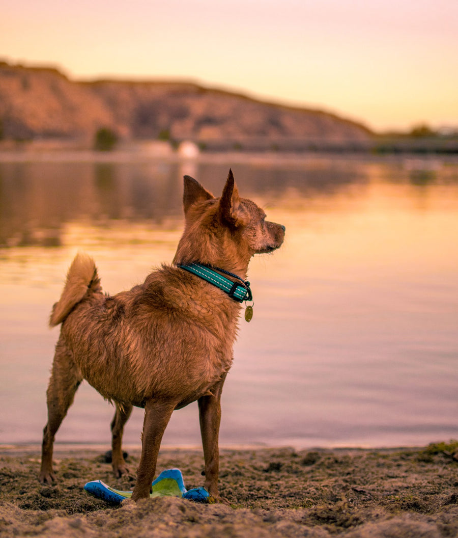 alcott martingale collar in blue on the beach at sunset