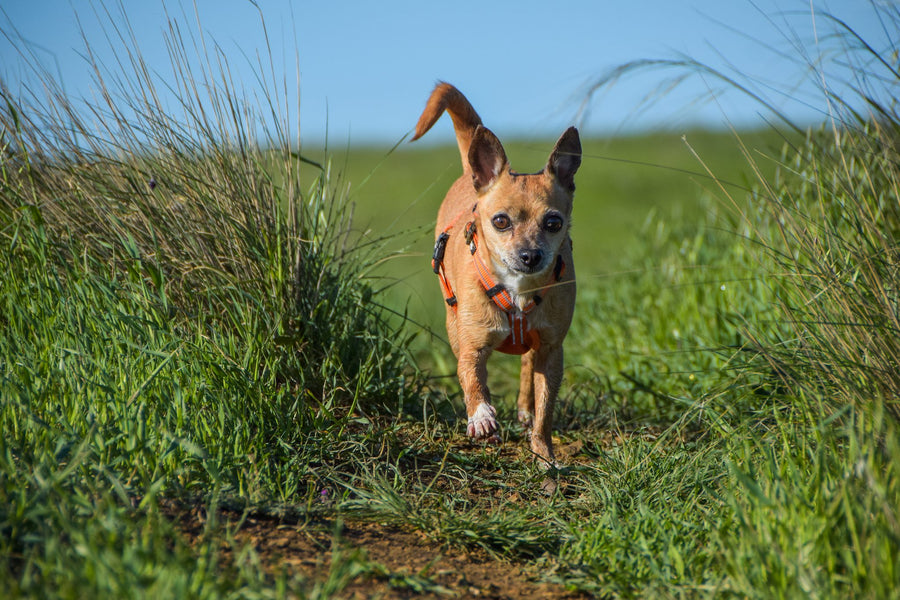 alcott adventure harness in high visibility orange running through grass