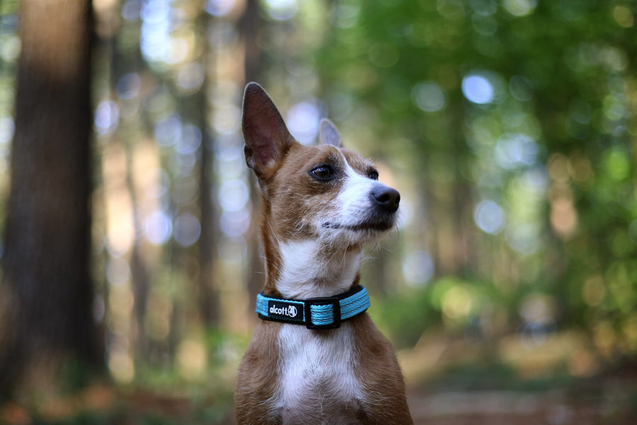 alcott martingale collar in blue on a puppy