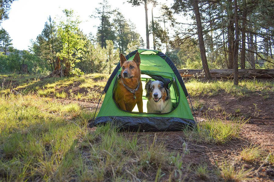 alcott pup tent two dogs forest