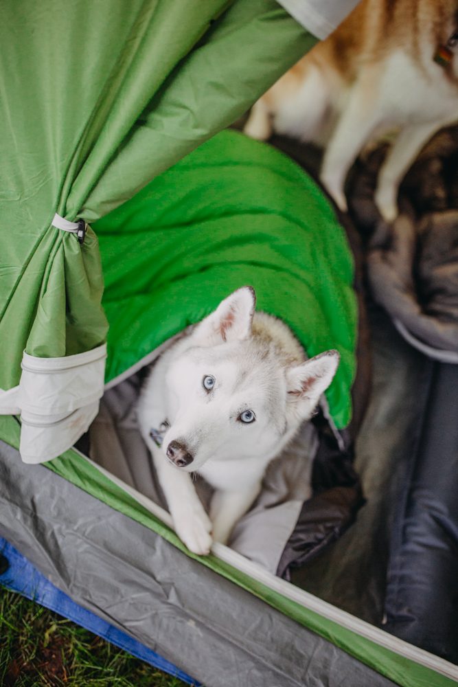 alcott sleeping bag husky puppy in tent