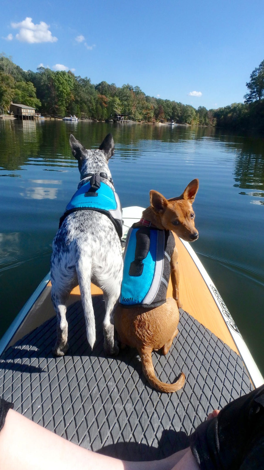 alcott water adventure jacket two dogs rear