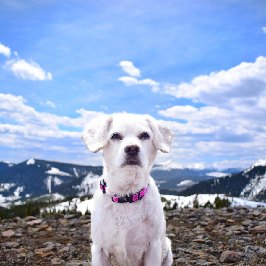 alcott adventure collar in pink in the mountains