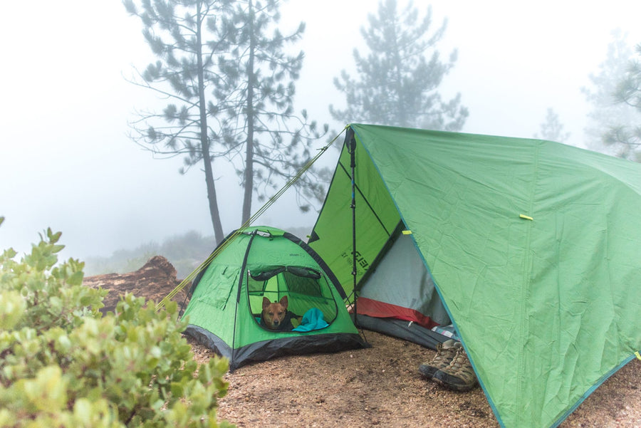 alcott pup tent size next to human tent