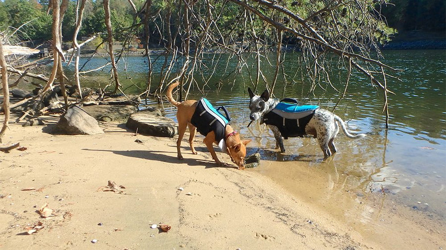 alcott water adventure jacket two dogs lake