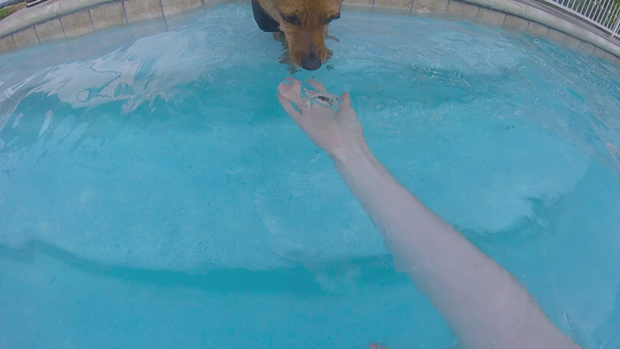 dog swimming in the alcott water adventure jacket #lifestyle
